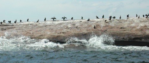 Cormorants on a rock, Nova Scotia