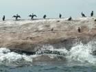 Cormorants on a rock, Nova Scotia