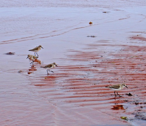 Birds on PEI beach