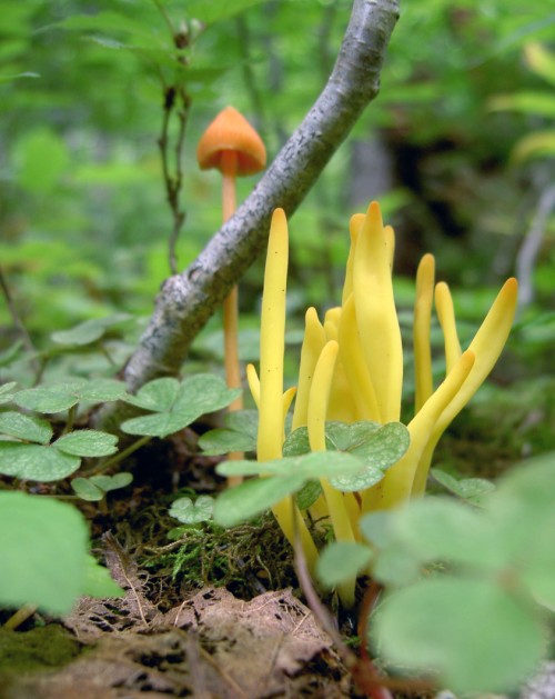 Fungal Fingers, Cape Breton Island