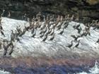 More cormorants on rock, Nova Scotia