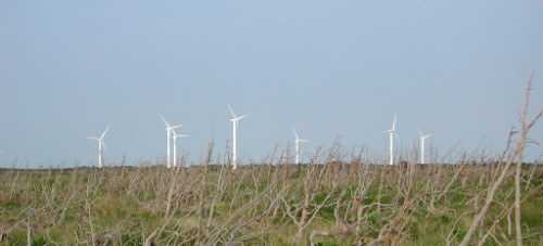 Windmills and dead trees, PEI