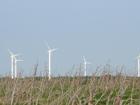Windmills and dead trees, PEI