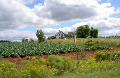 PEI farmland