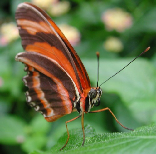 Butterfly examines me back.