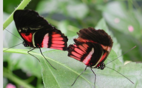 Butterfly Friends