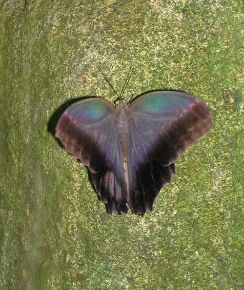 Big blue butterfly on moss.