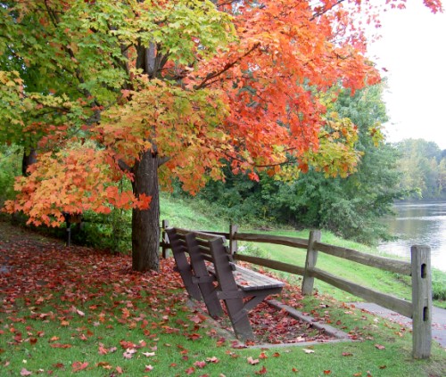 Maple by the river