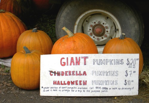 GIANT Pumpkin sale