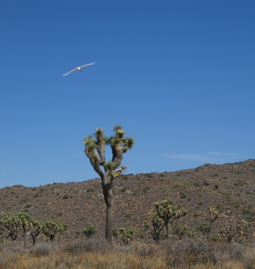 White bird over a Joshua tree