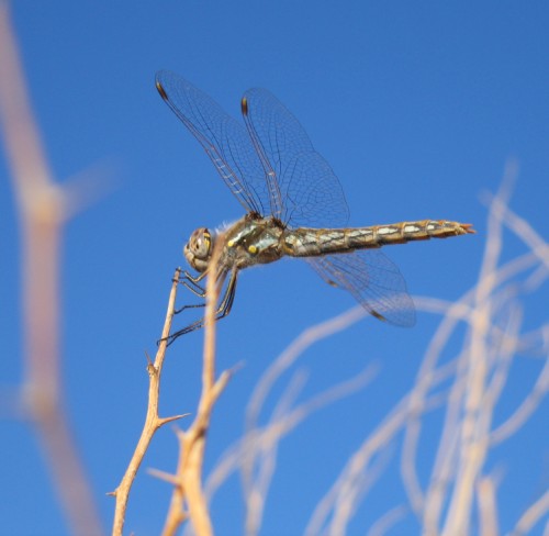 Blue dragonfly detail