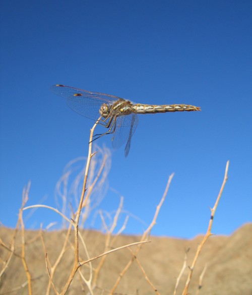 Macro dragonfly in a strong wind