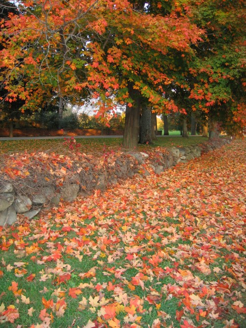 Longfellow Wayside Inn Leaves