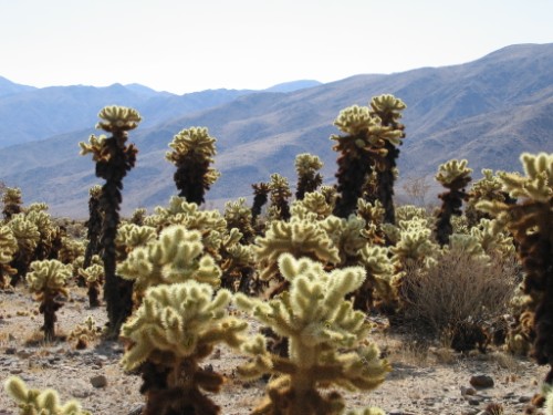 Cactii in Joshua Tree