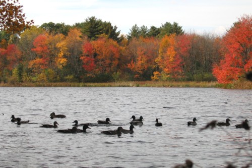 Lake color by Wayside Inn Mill