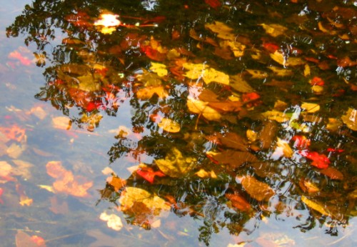 Water and leaves by the Mill