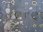 Holliston Cemetery lichens