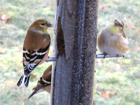 Finches at my kitchen window