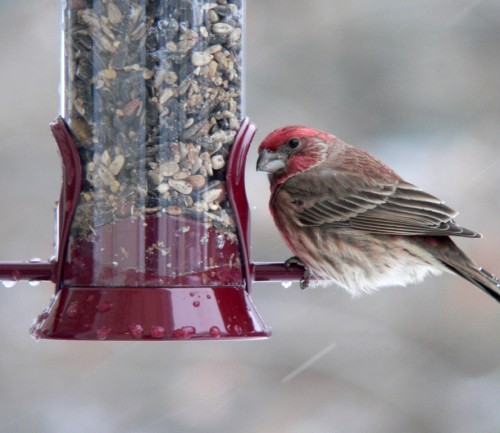 Red Bird Caught!