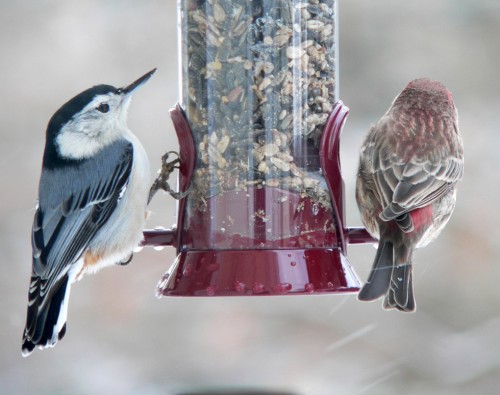 Bird Back and Beak