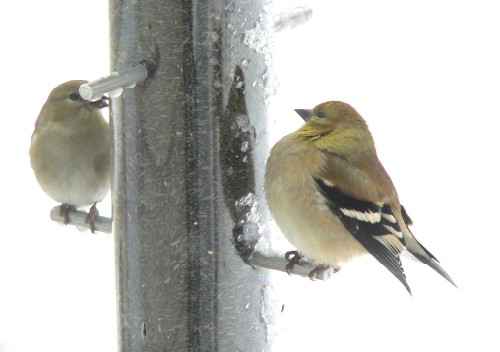 Cold Puffy Finch