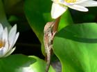 Lizard in botanic gardens