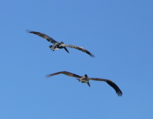 Pelicans from the Rear