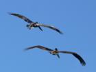 Pelicans from the Rear