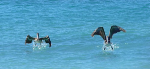 Pelicans taking off in water