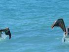 Pelicans taking off in water