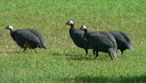 Grey Turkeys?