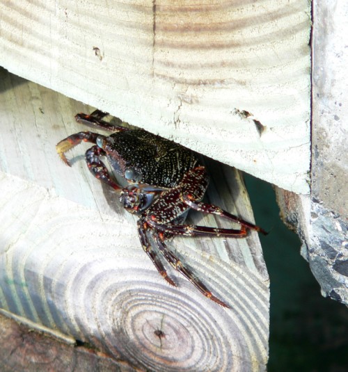 Crab on the boardwalk.