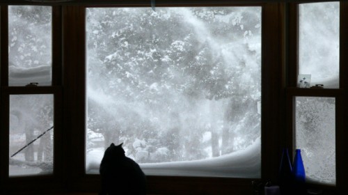 Salem watches the weather