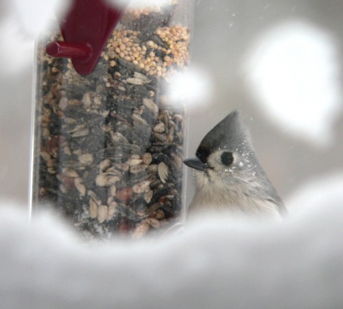 The Titmouse is undeterred.