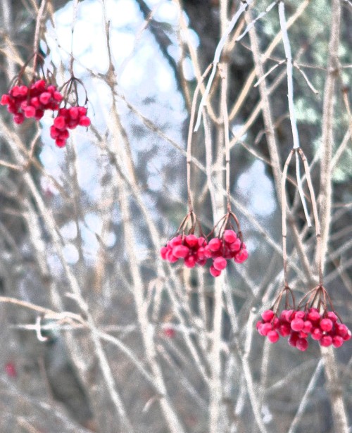 Berries in Maine