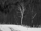 White Tree and black road, Maine