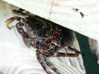 Crab on the boardwalk.