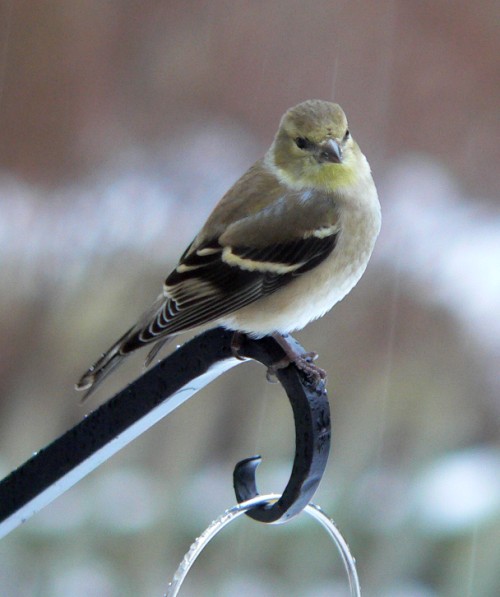 Finch eyes me.