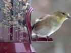 Peering finch, before the storm