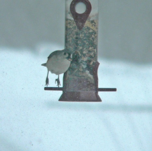 Titmouse in the air.