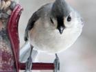 Titmouse Watching You