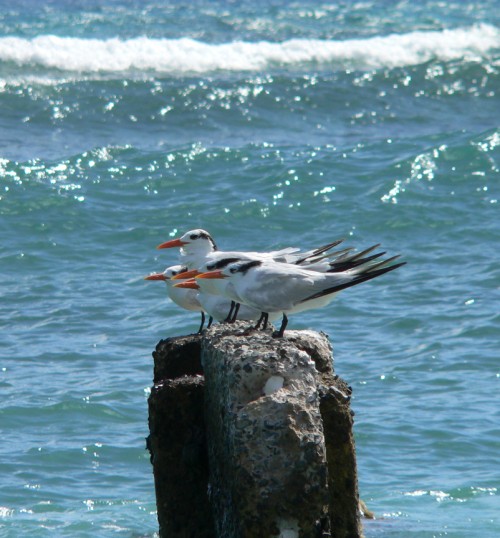 The other gulls in a row