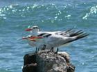 The other gulls in a row