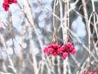 Berries in Maine