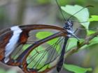 Transparent Butterfly