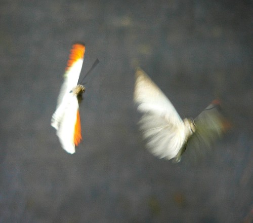 Butterfly Tag