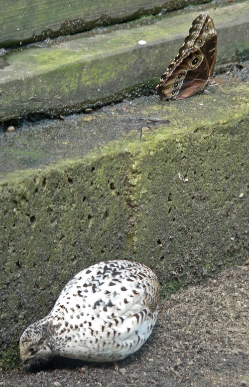 Quail and Butterfly