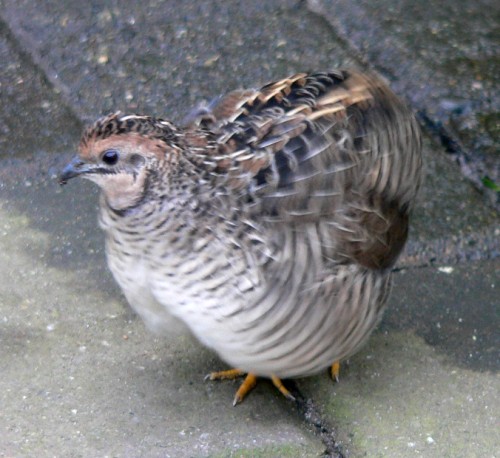 Quail Plumping Feathers