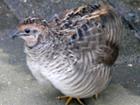 Quail Plumping Feathers