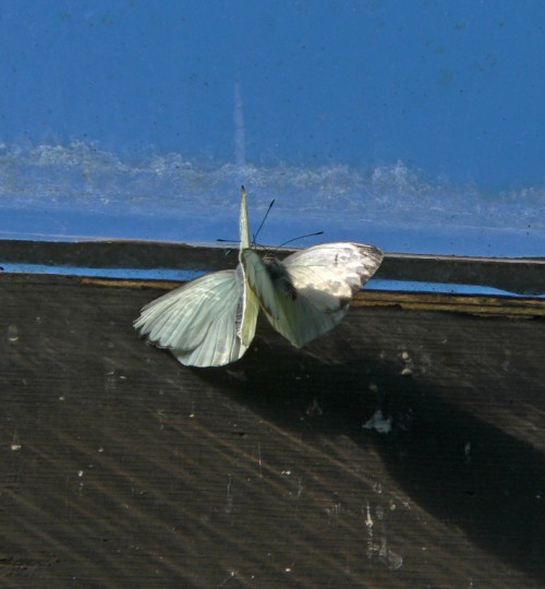 Butterflies in Love